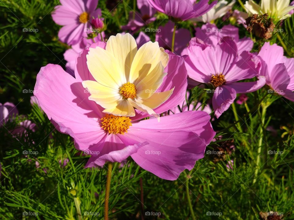 flowers