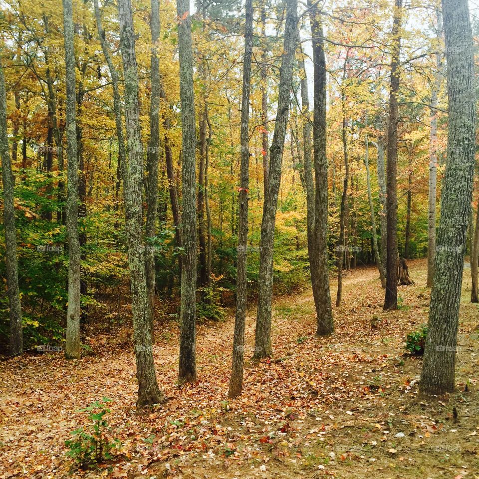 Woods in the fall