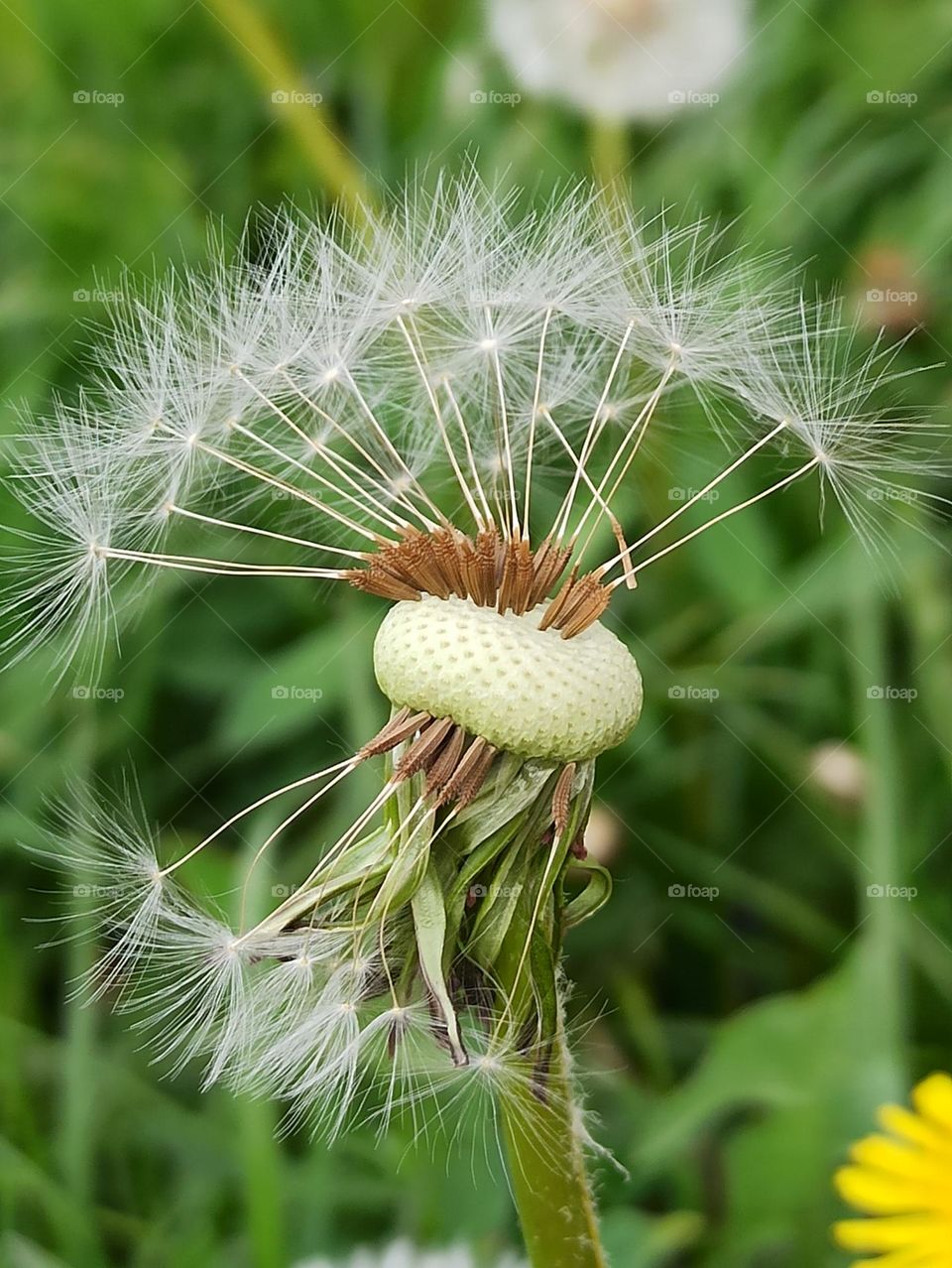 Dandelion