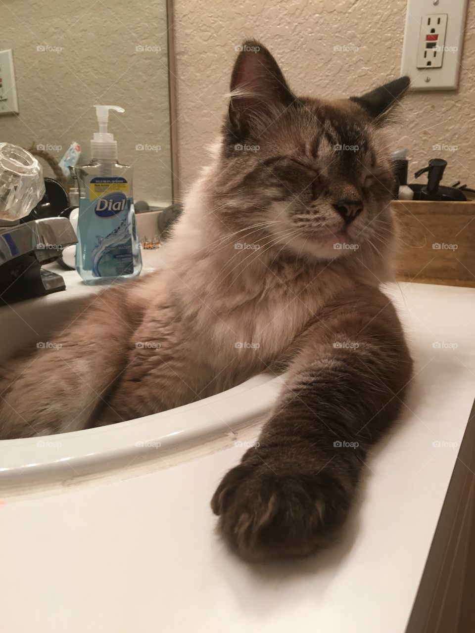 The most interesting cat in the world 