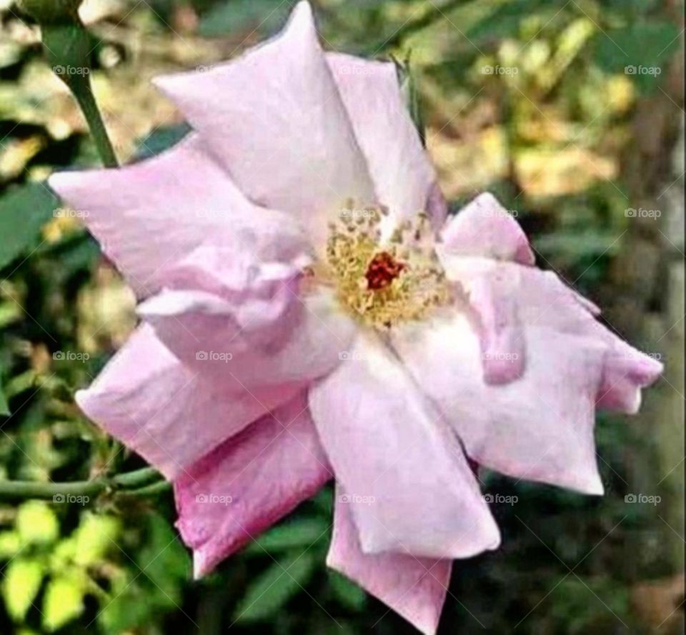 most beautiful and attractive flowers in the garden.