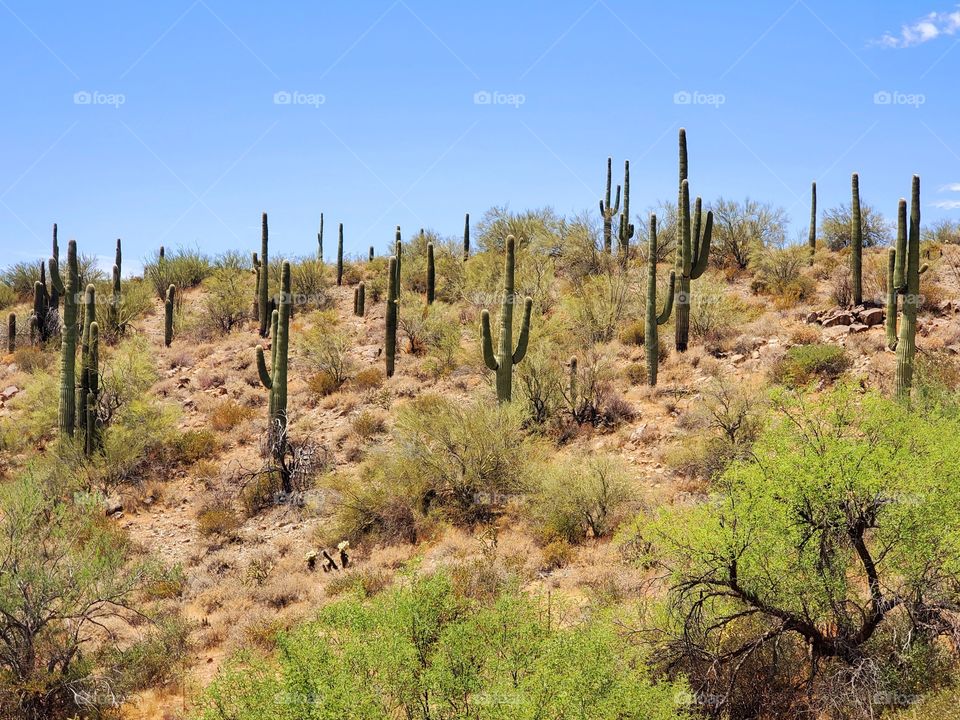 Saguaro cactus stand tall on a hillside in the bright Arizona sun
