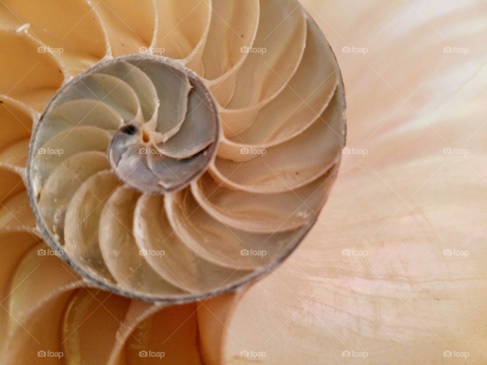 Chambered Nautilus Shell Sliced in Half