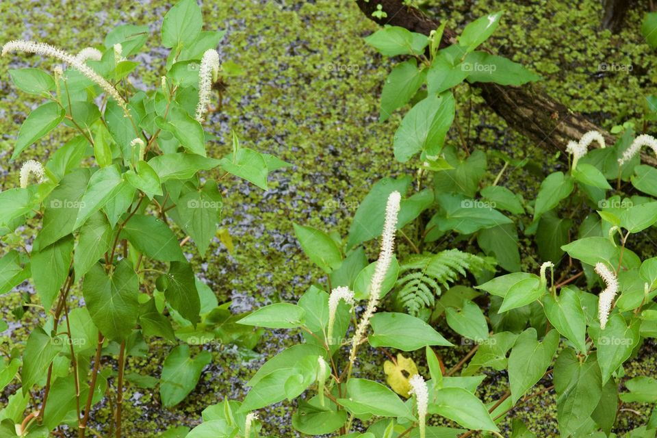 Wild Blooms