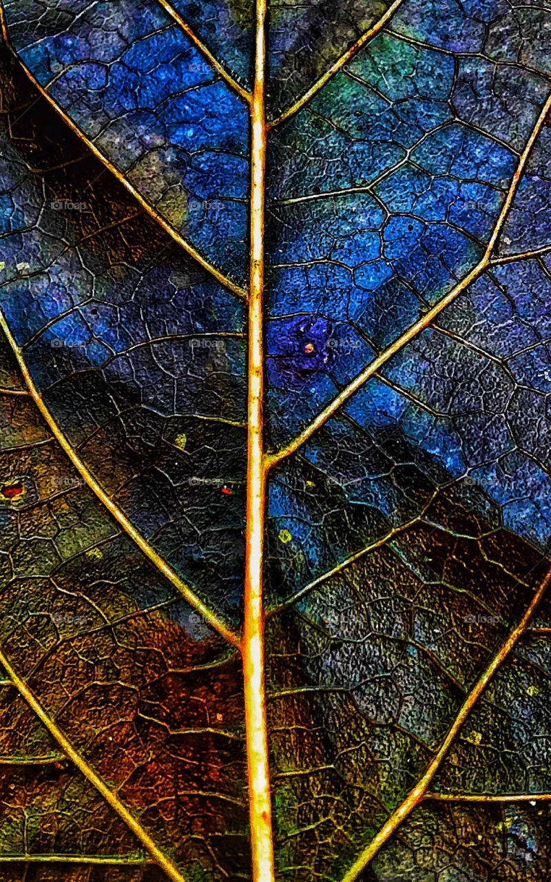 Macro shot of a very colorful leaf—taken in Dyer, Indiana 