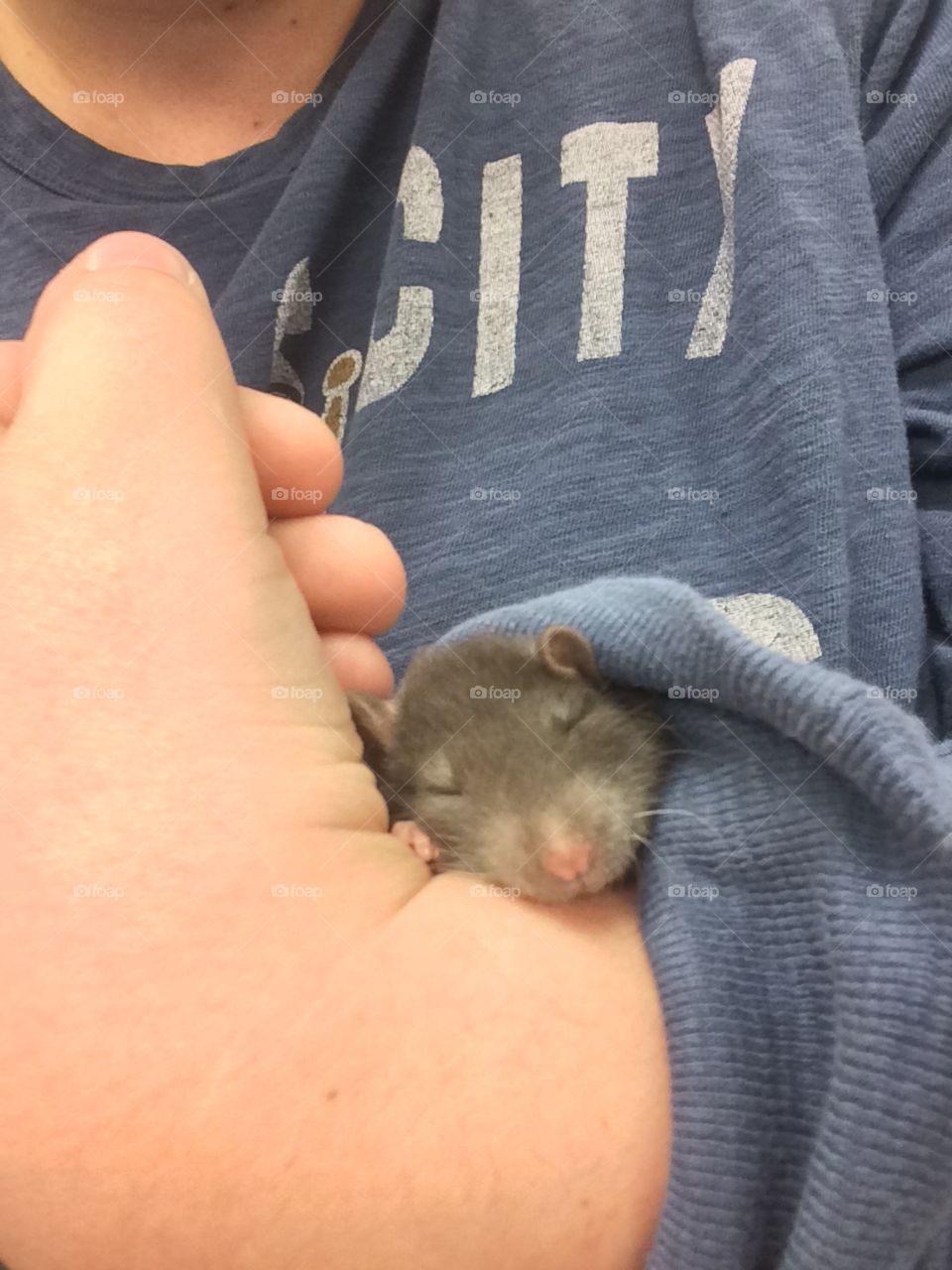 Baby rat