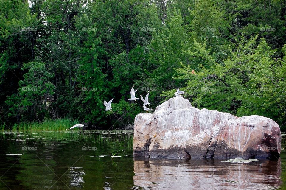 Birds in flight