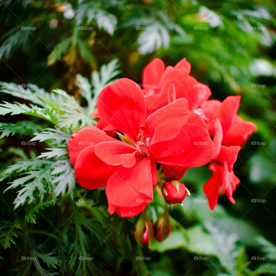 a red flower with green leaves in the background