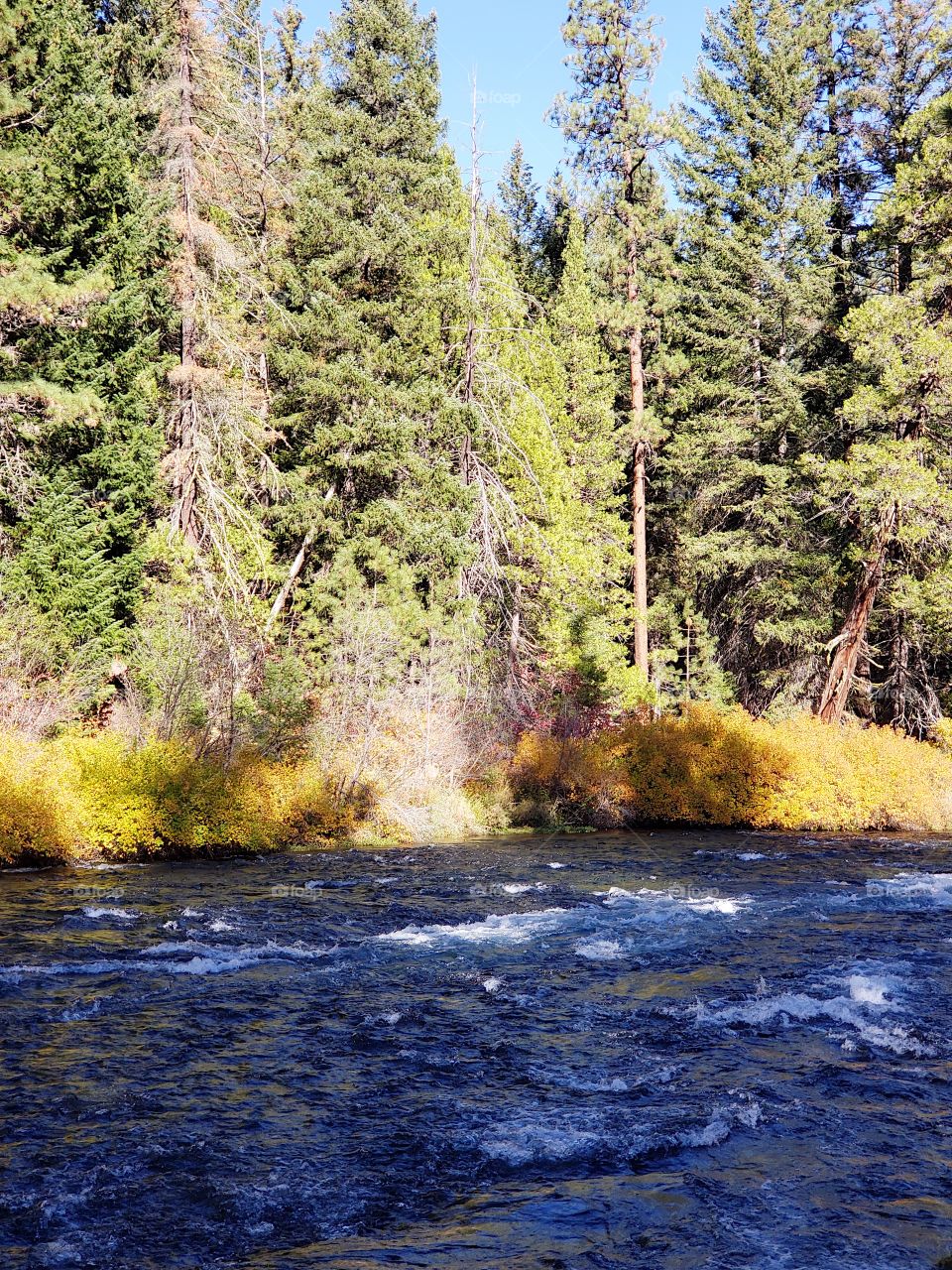 Stunning fall colors on the riverbanks of the turquoise waters of the Metolius River at Wizard Falls in Central Oregon on a sunny autumn morning. 