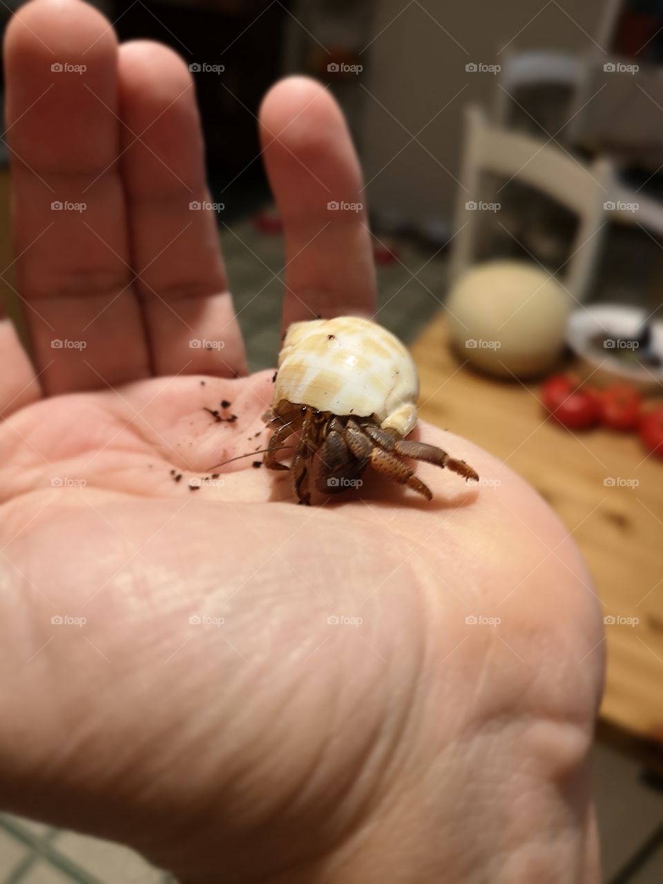 Medium hermit crab