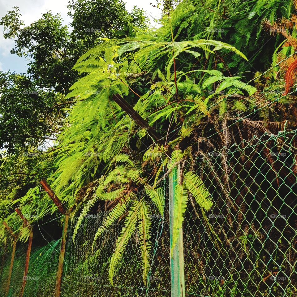 Fern on fence