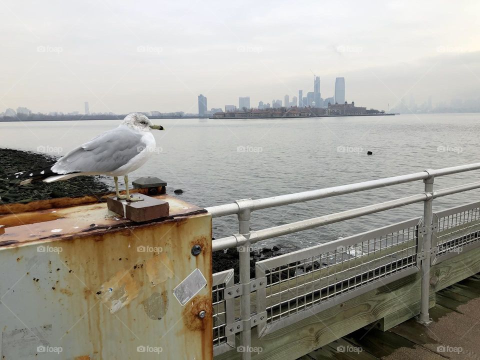 seagull watches the new york skyline from the liberty island pier