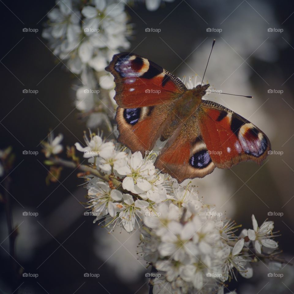 Butterfly on blossom 