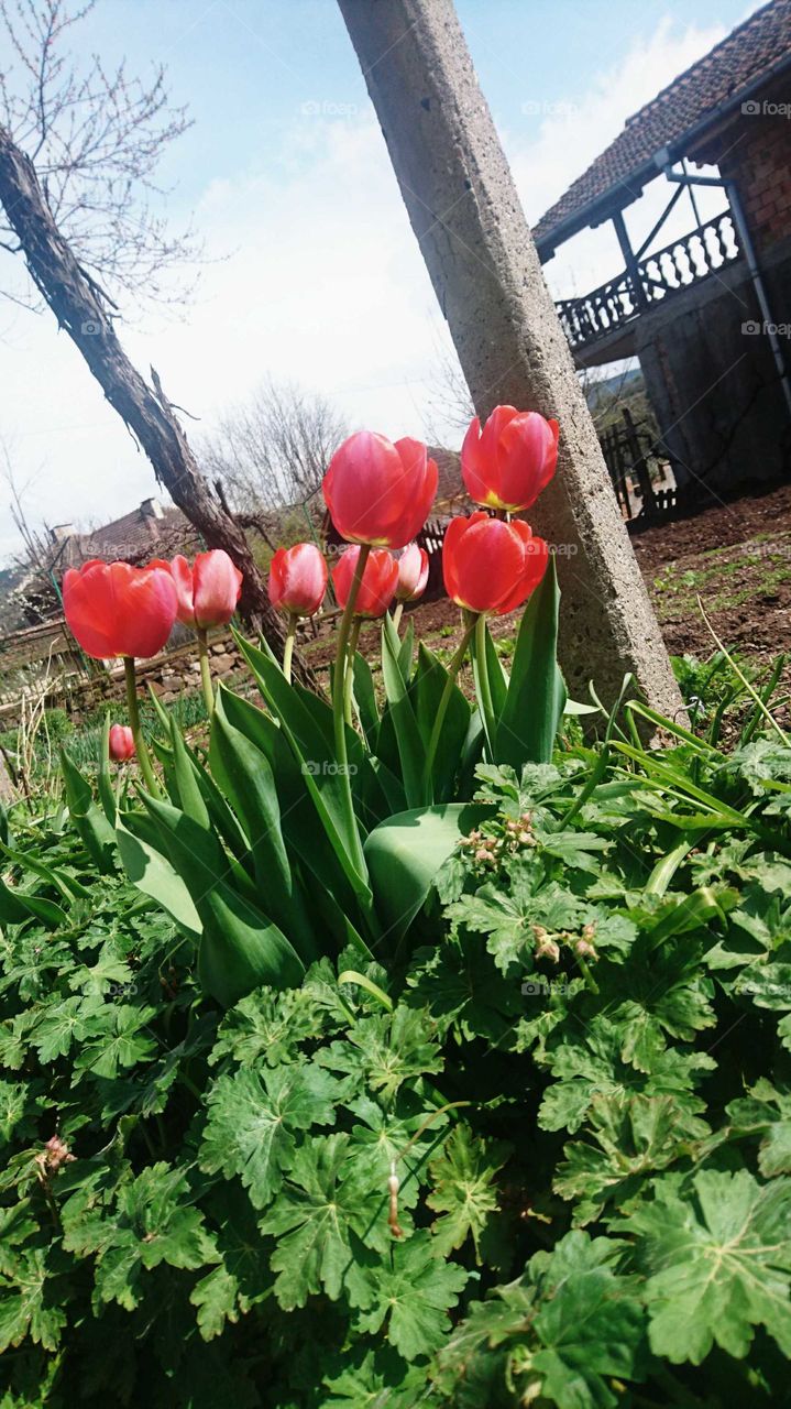 Red tulips