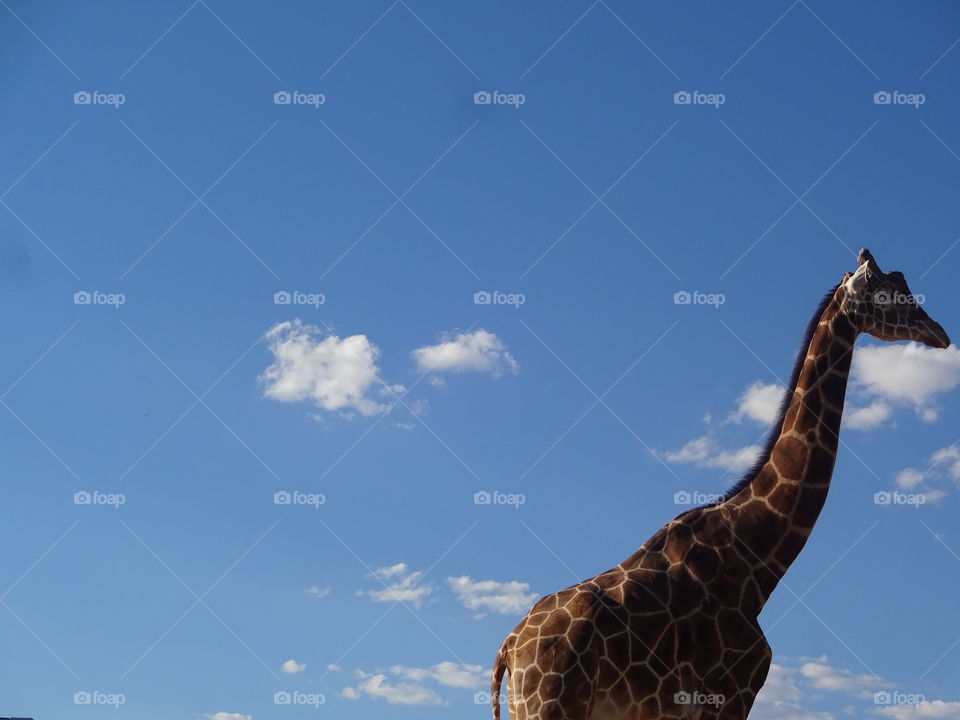 Giraffe body
