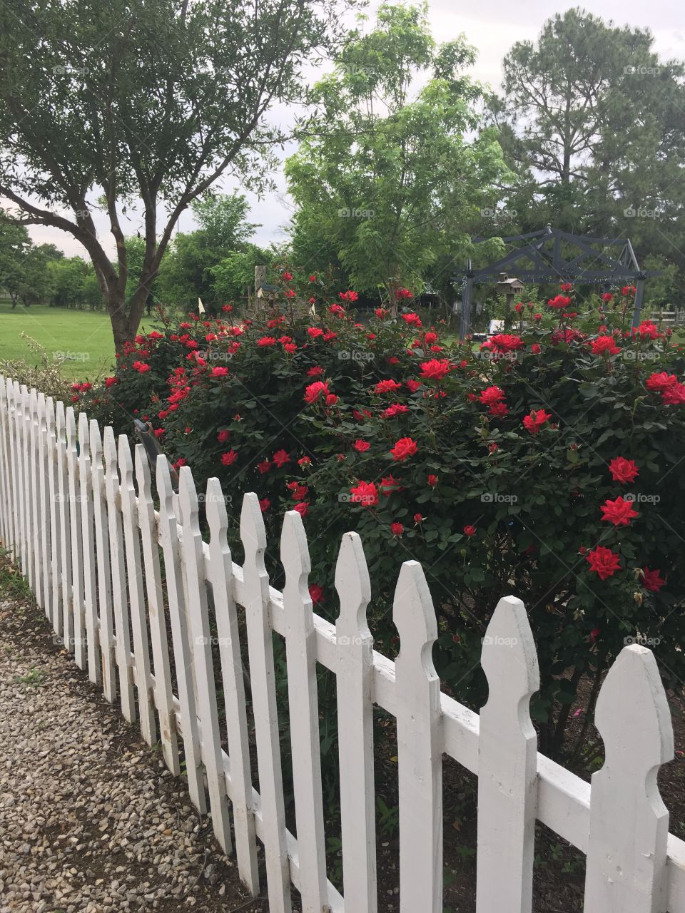 Roses and Picket Fence