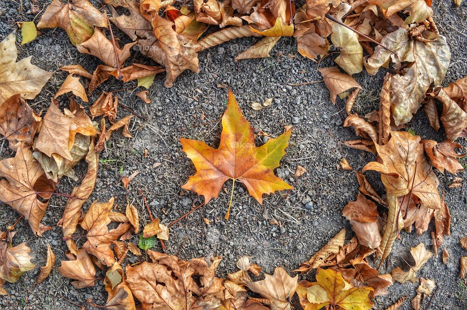 Leaf, Fall, Dry, Nature, Ground