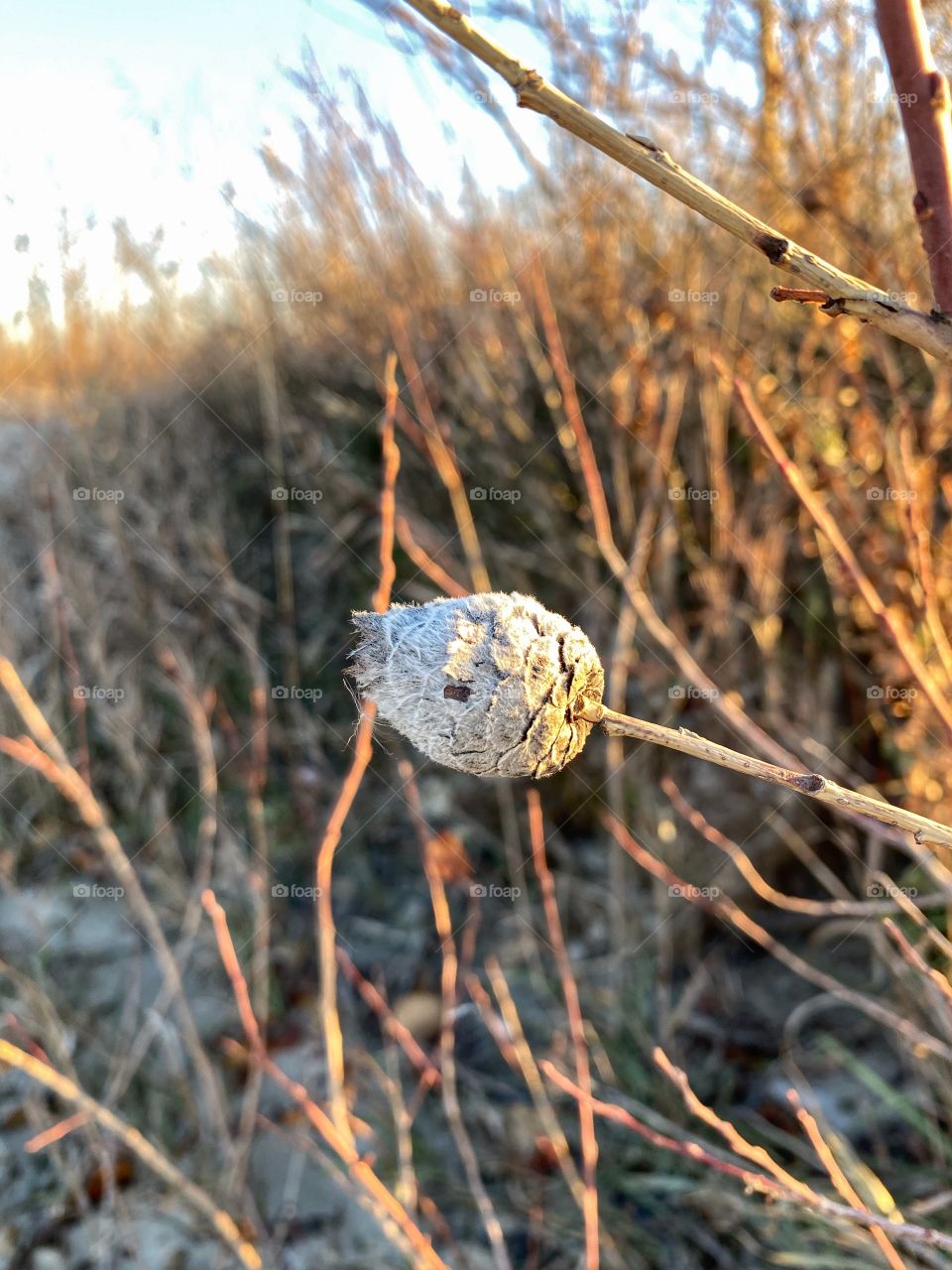 Autumn foliage 