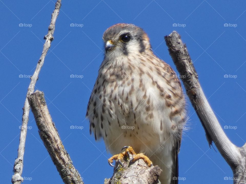 American kestrel
