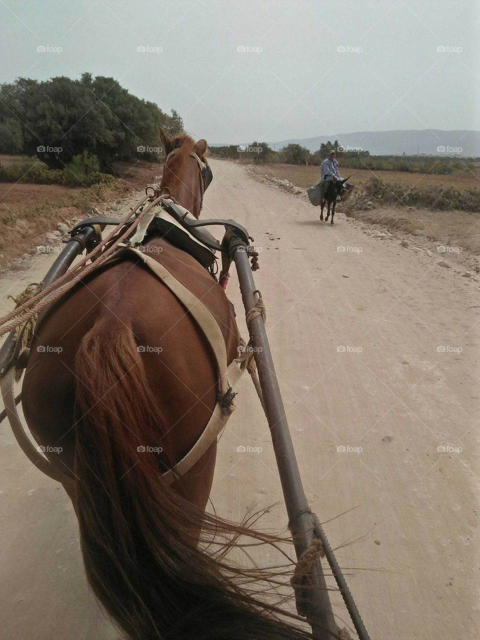 road trip by a horse.