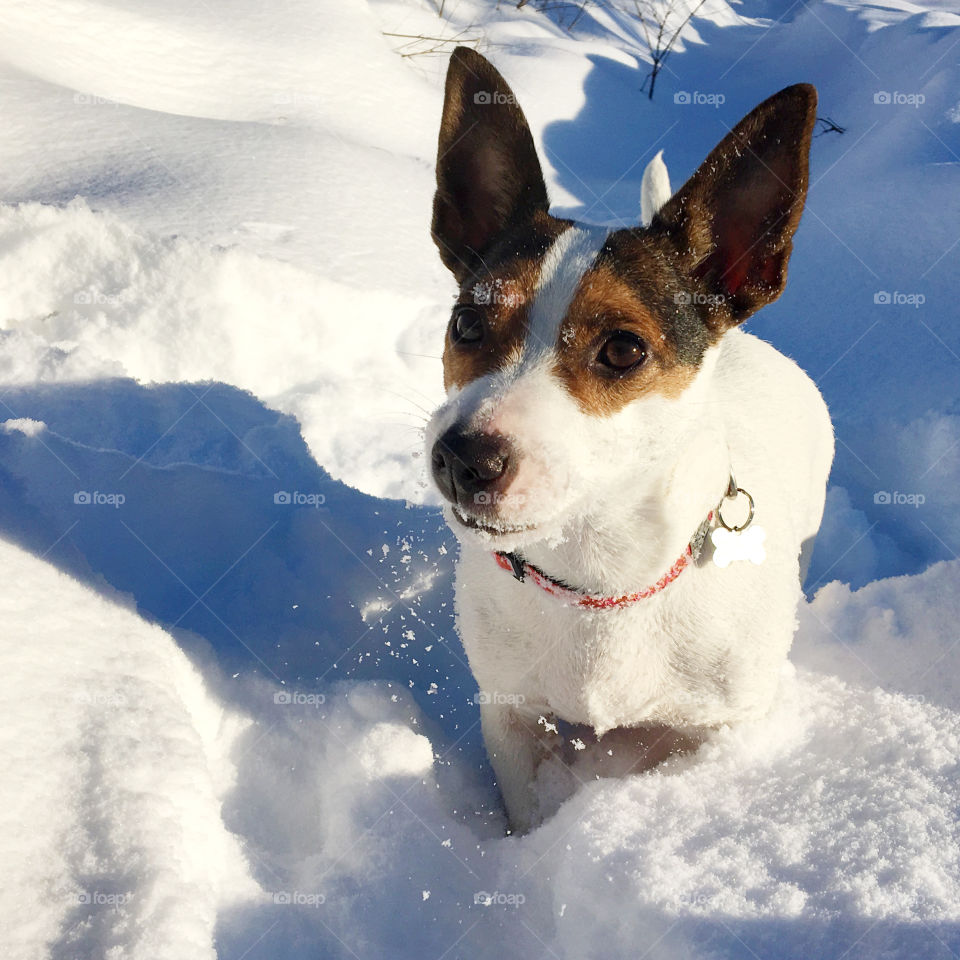 Jack Russell Terrier dog outdoors in cold snowy weather with her warm breath visible. 