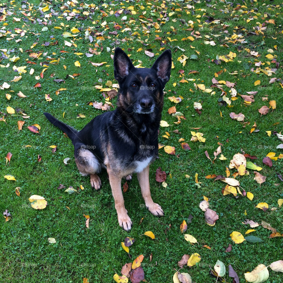 A German shepherd dog sitting on green grass