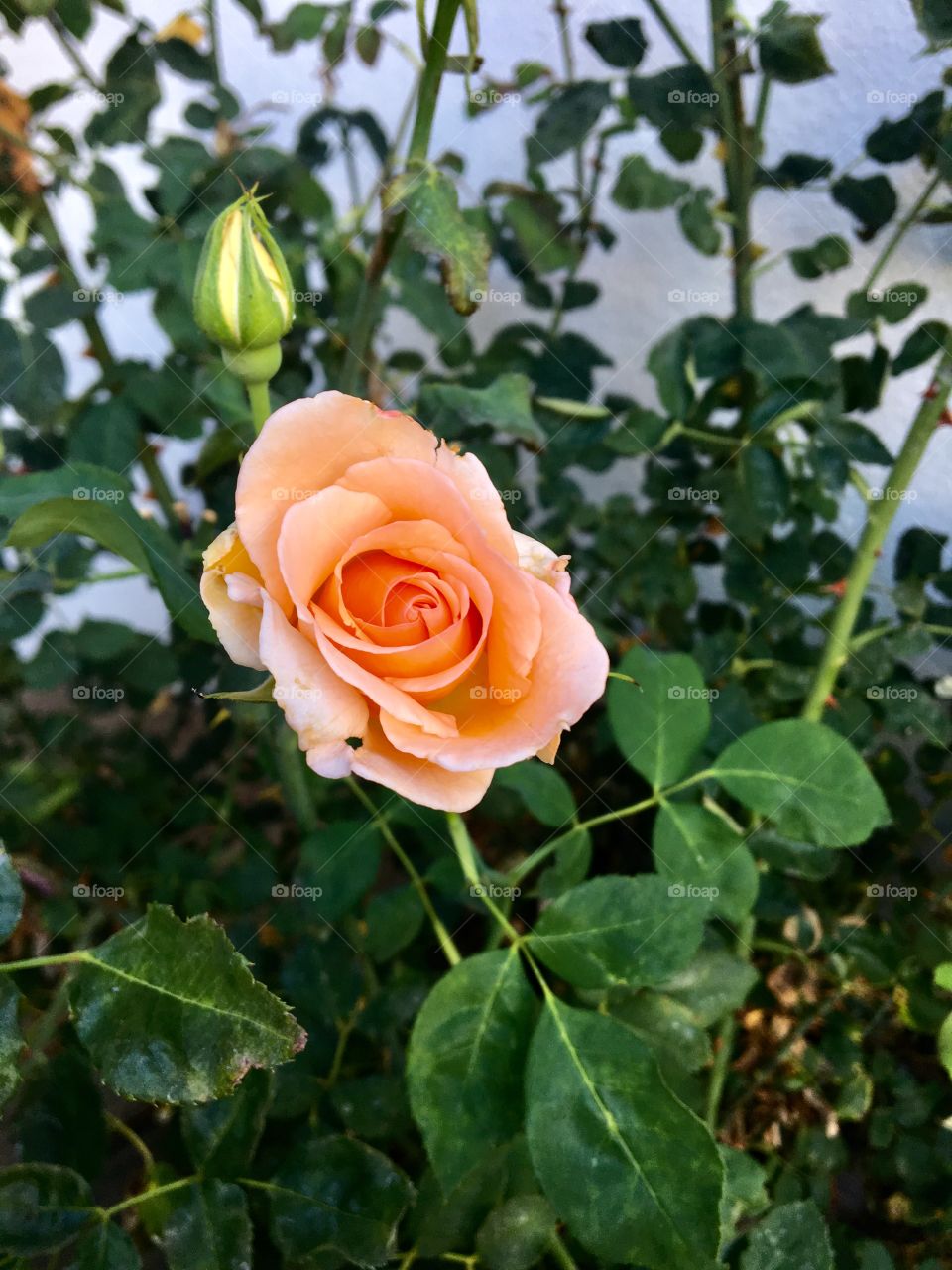 Beautiful orange rose 
