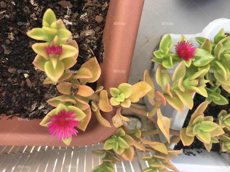 Spring - flower 🌺