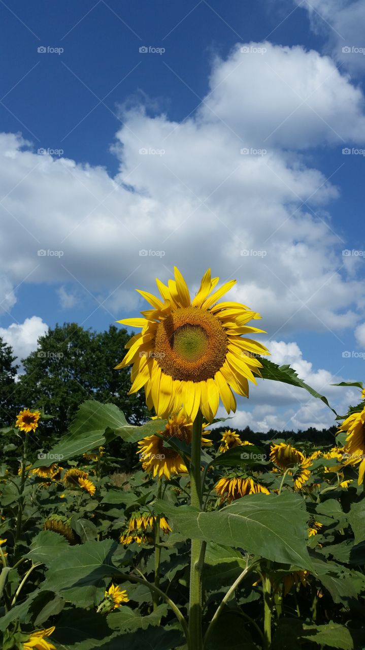 field of sunflowers