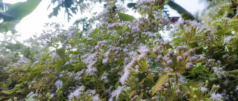 The Chromolaena odorata
Chromolaena odorata is a rapidly growing perennial herb. It is a multi-stemmed shrub which grows up to 2.5 m (100 inches) tall in open areas. It has soft stems but the base of the shrub is woody.