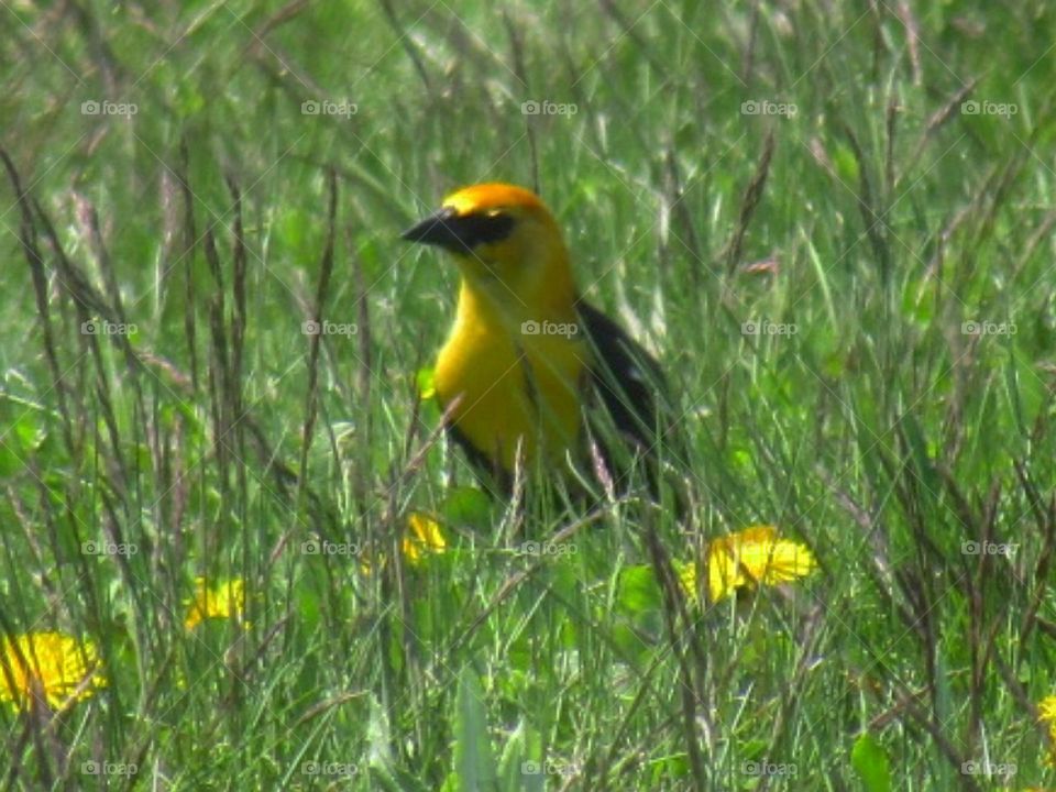 Yellow-headed Blackbird 💛