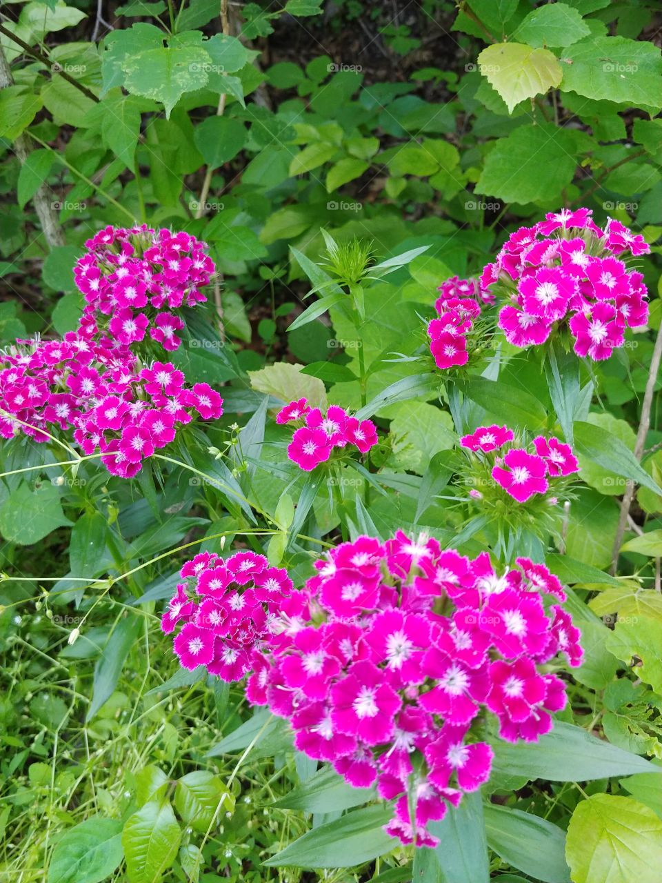 Flowers of The Great Allegheny Passage Trail Connellsville, Pennsylvania