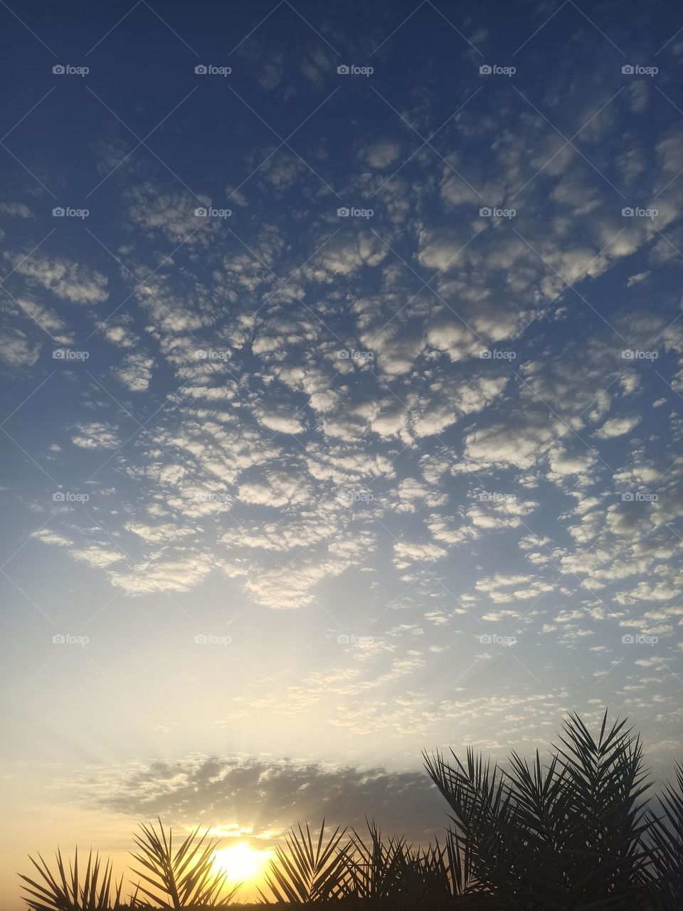 As if the palm leaves are a feather by the hand of an artist, I painted this painting in the sky