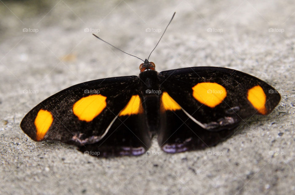 nature black orange butterfly by cindyhodesigns