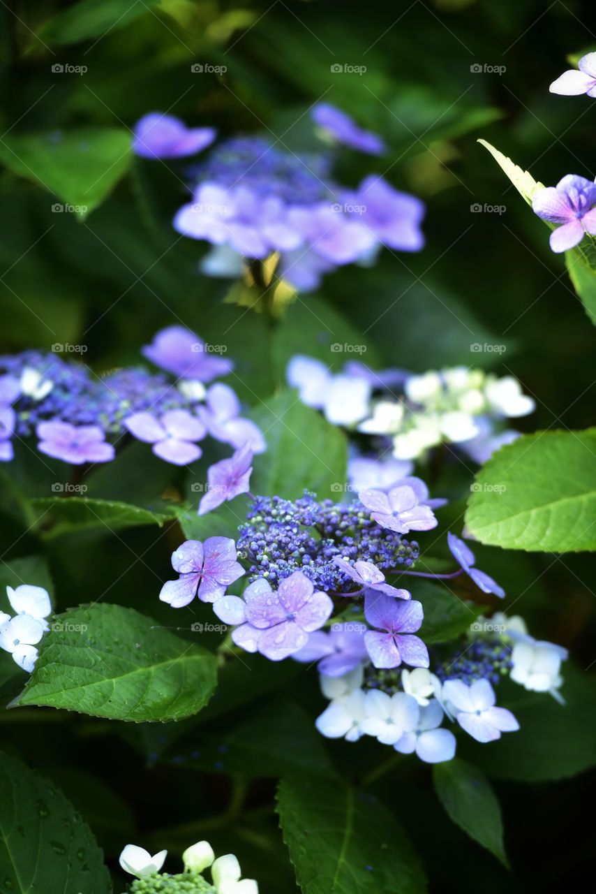 Purple Hydrangeas Flowers