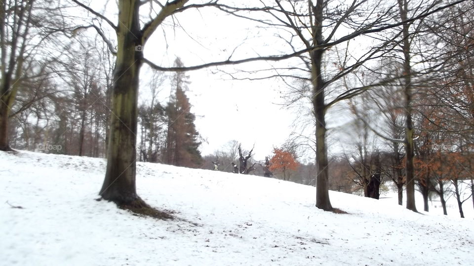 Snow, Winter, Tree, Landscape, Weather