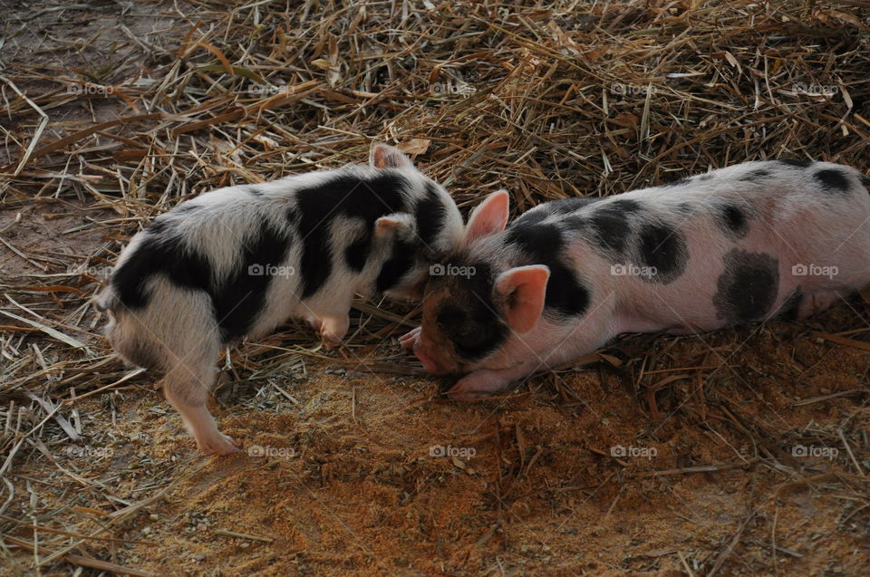 Animals from Brazil