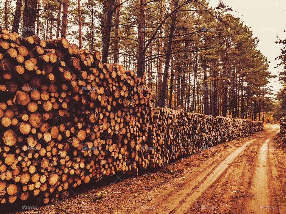 Wood, Tree, Winter, Nature, Season