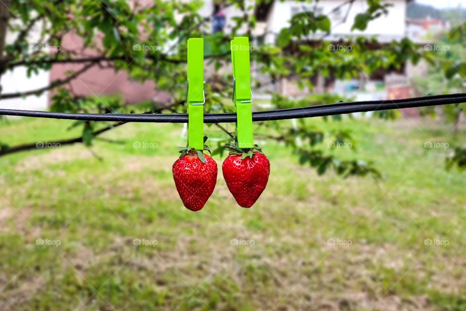 Complementary Colors, Red and Green