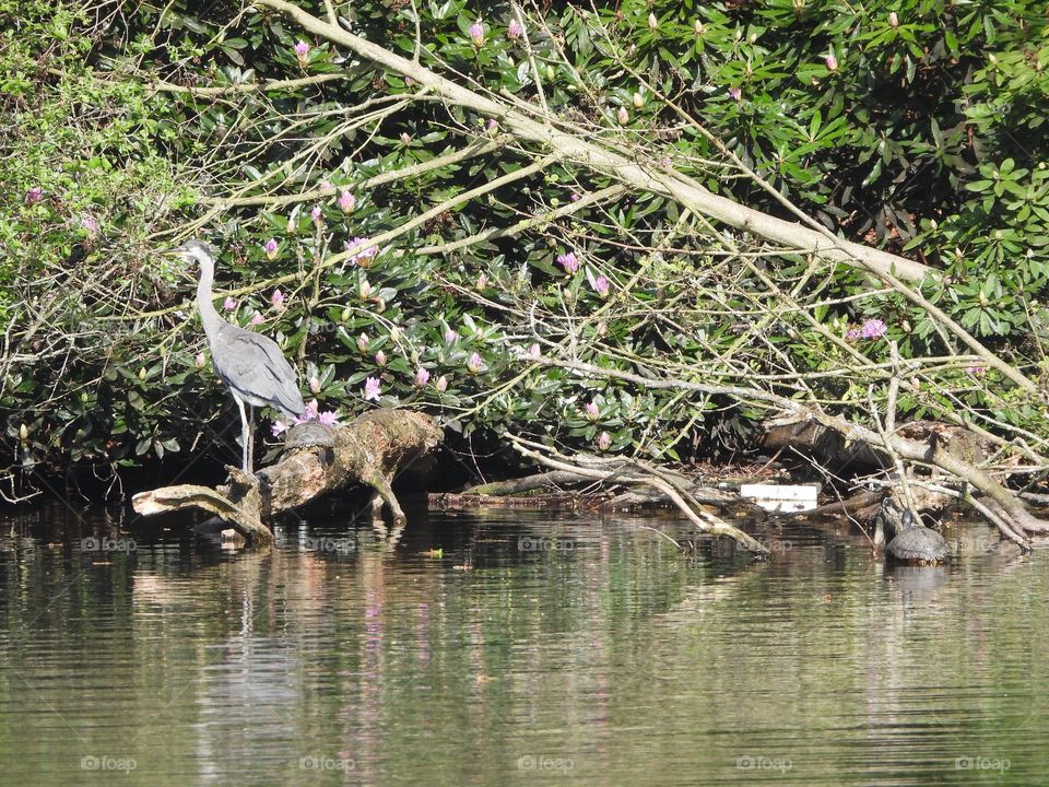 A young heron and a terrapin 