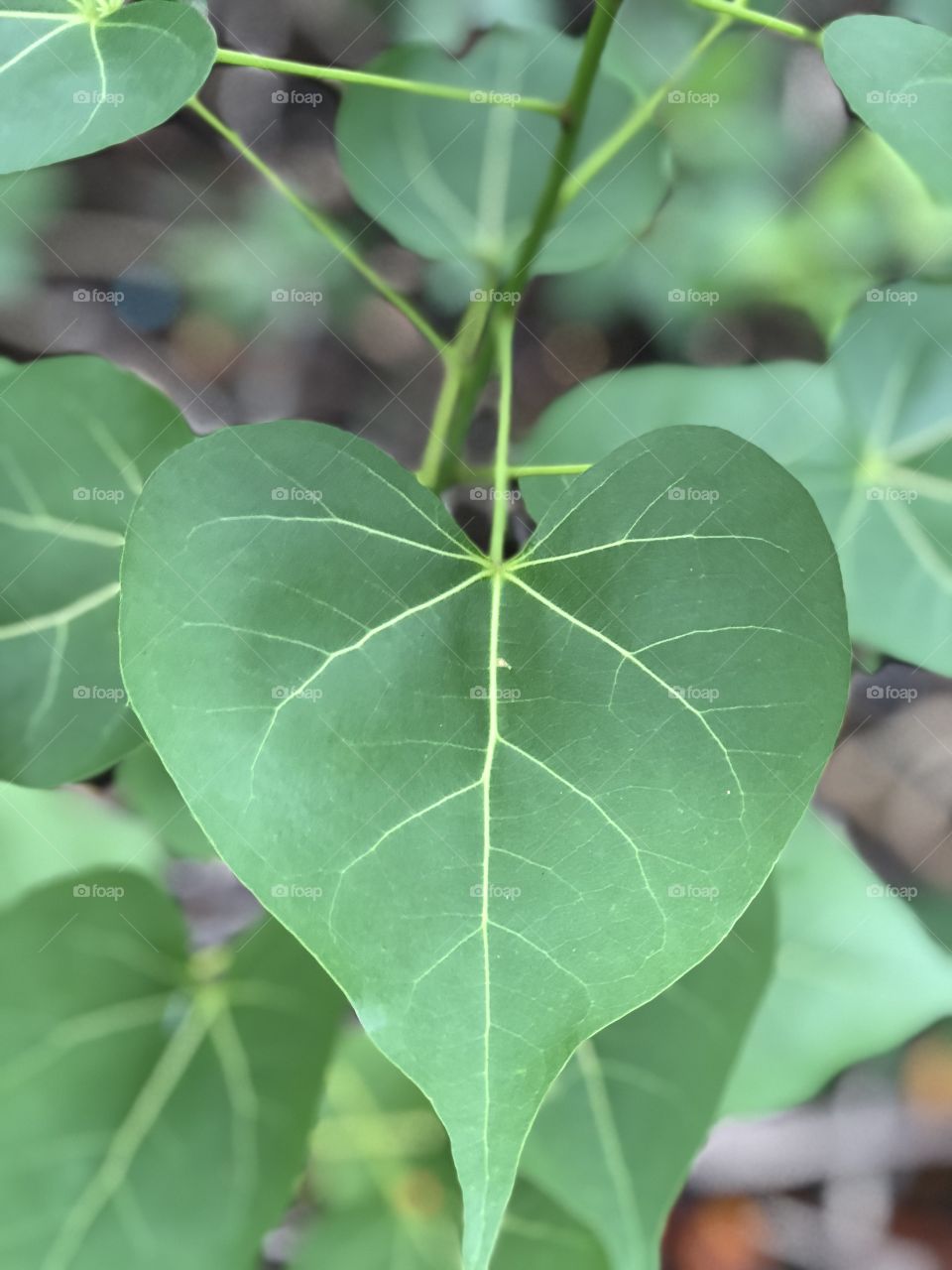 Green heart shaped leaves 