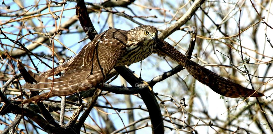 Cooper's Hawk Flying from Branch