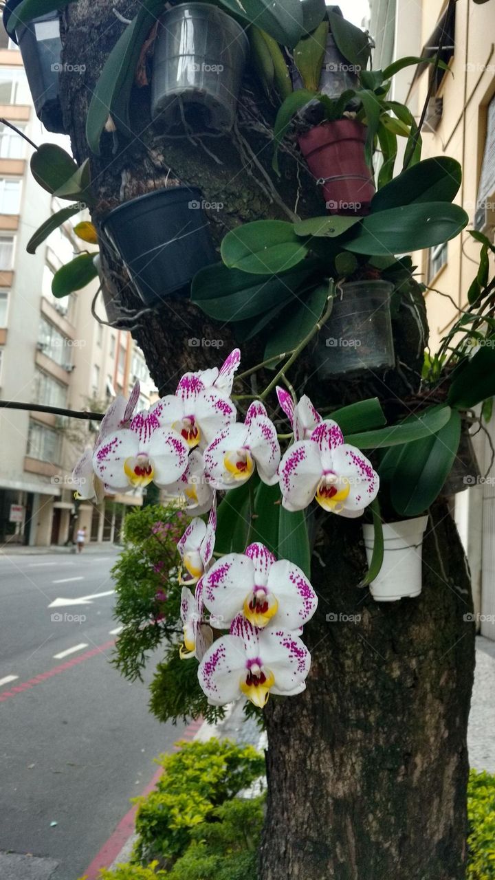 orchids in Copacabana