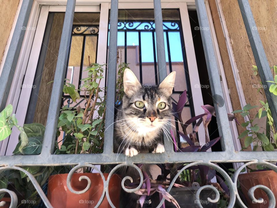 Beautiful cat looking at from the window.