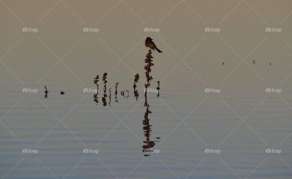 A Black Phoebe Perched on Submerged Foliage Reflected by Calm Marsh Waters at Sunset