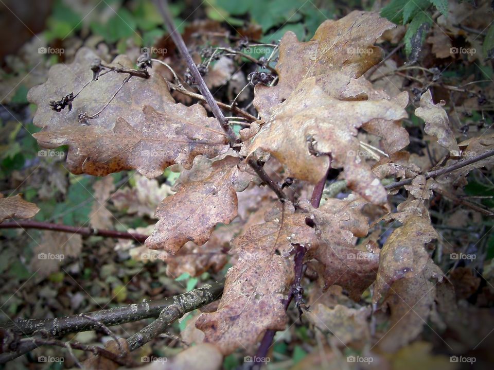 oak leaves
