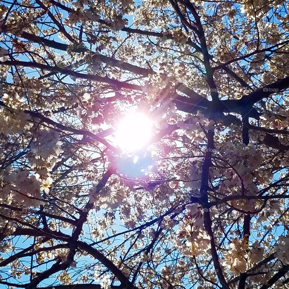 sunlight through cherry trees