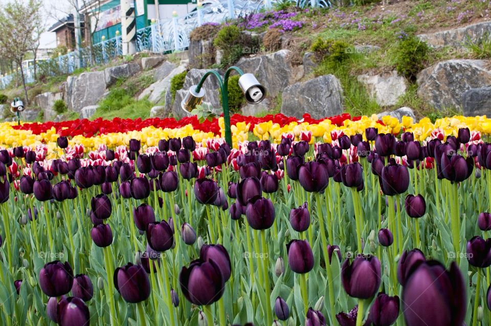 Tulip Festival. Suwon, South Korea