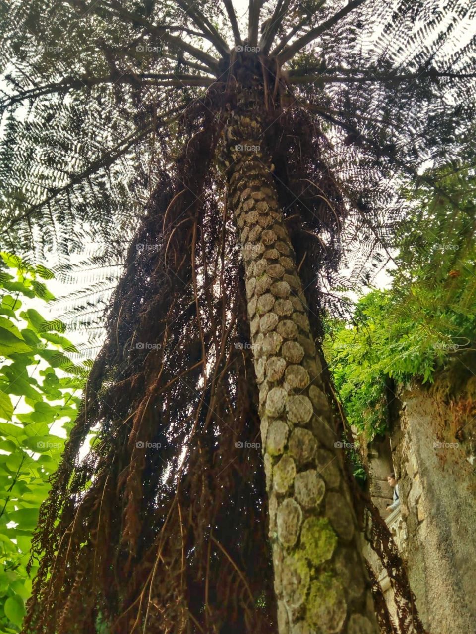 Palm tree in the city park