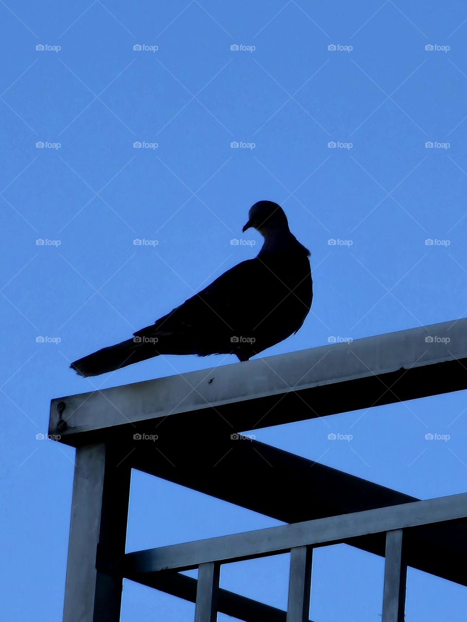 pigeon bird